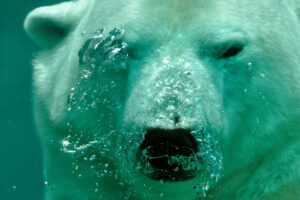 When the wild goes quiet: The unseen crisis of extinction